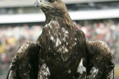 Attila! (Quelle:www.eintracht-frankfurt.de) Attila! (Quelle:www.eintracht-frankfurt.de)