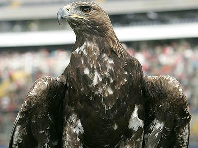 Attila! (Quelle:www.eintracht-frankfurt.de)